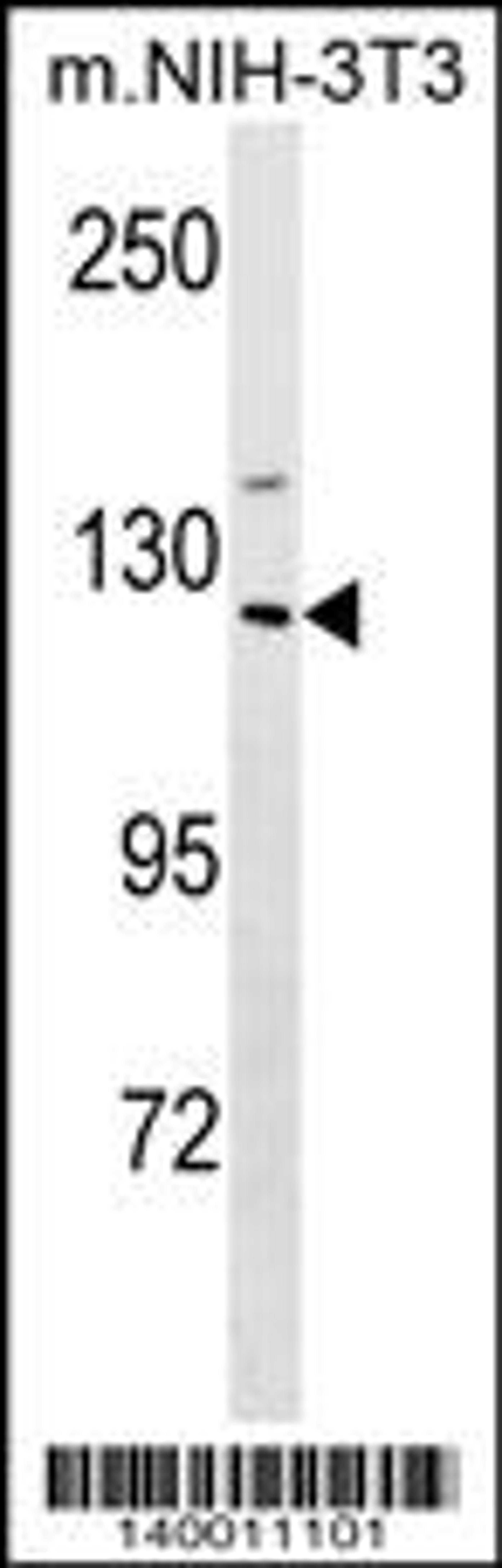 Western blot analysis in mouse NIH-3T3 cell line lysates (35ug/lane).