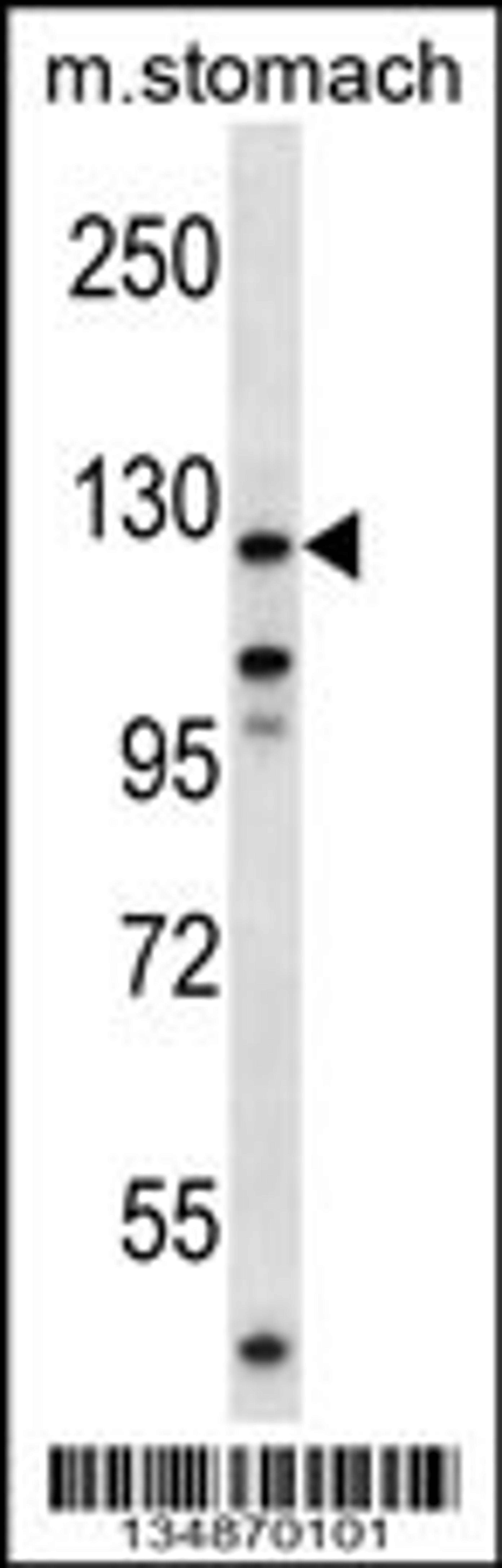 Western blot analysis in mouse stomach tissue lysates (35ug/lane).