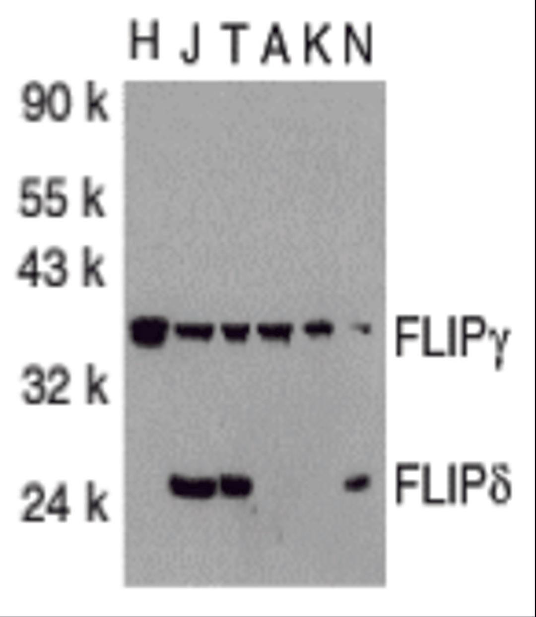 Western blot analysis of FLIP in total cell lysates from HeLa (H), Jurkat (J), THP-1 (T), A431 (A), K562 (K) and NIH3T3 (N) cells with FLIP antibody at 1:1000 dilution.