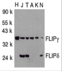 Western blot analysis of FLIP in total cell lysates from HeLa (H), Jurkat (J), THP-1 (T), A431 (A), K562 (K) and NIH3T3 (N) cells with FLIP antibody at 1:1000 dilution.