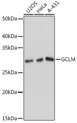 Western blot - GCLM antibody (A11444)