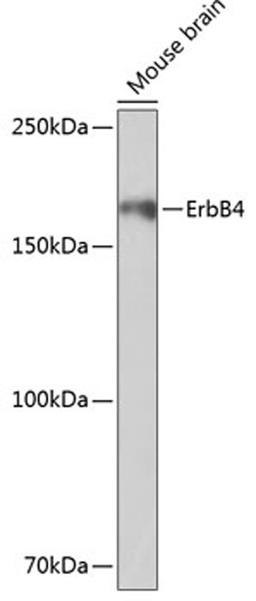 Western blot - ErbB4 antibody (A19047)