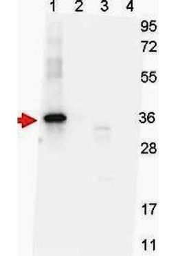 Western blot analysis of lane 2 - yeast cell lysate expressing NAG-1 D variant with SUMO expression tag at 36 kDa; lane 3 - yeast cell lysate expressing NAG-1 H variant; and lane 4 - yeast cell lysate expressing NAG-1 D variant using NAG-1 H Variant antib