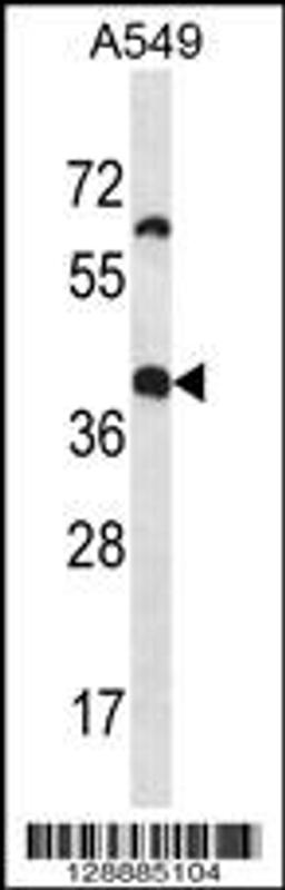 Western blot analysis in A549 cell line lysates (35ug/lane).