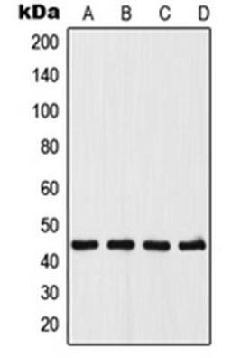 Western blot analysis of A375 (Lane 1), MCF7 (Lane 2), Raw264.7 (Lane 3), PC12 (Lane 4) whole cell lysates using UGCG antibody