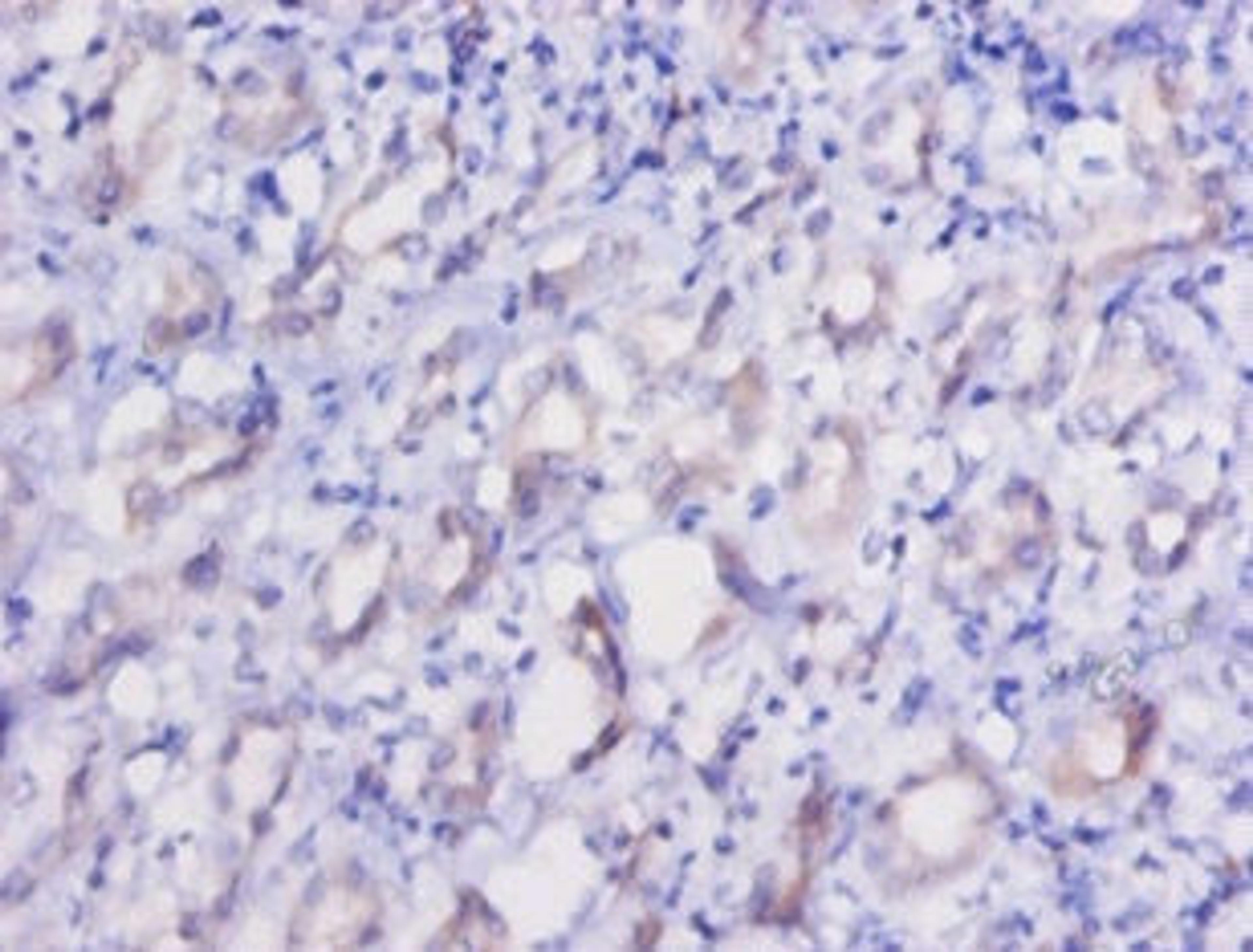 Immunohistochemistry of paraffin-embedded human kidney tissue using CSB-PA007434LA01HU at dilution of 1:50