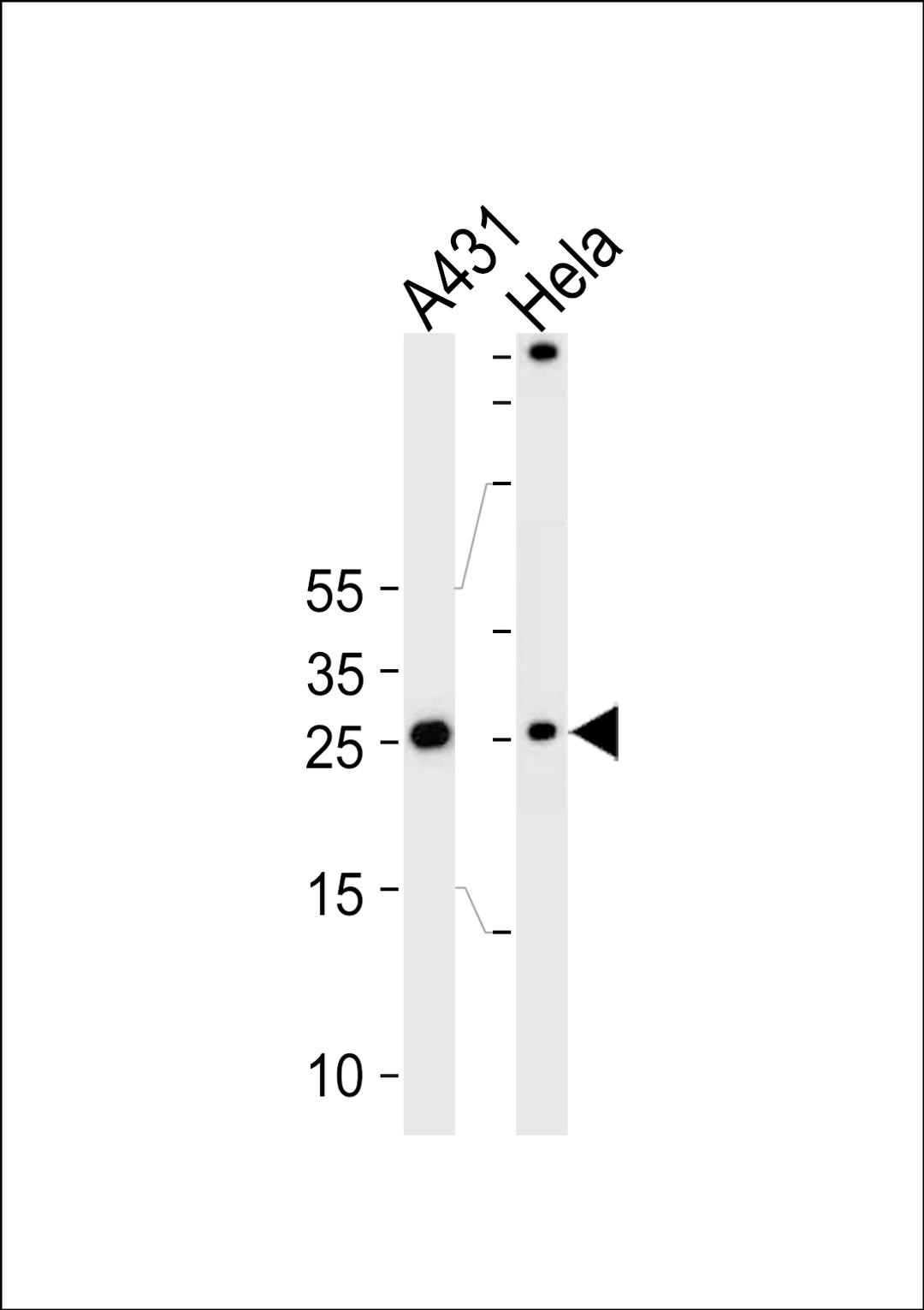 Western blot analysis of lysates from A431, Hela cell line (from left to right), using SFN Antibody at 1:1000 at each lane.