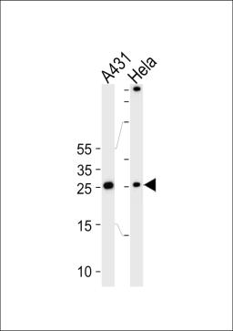 Western blot analysis of lysates from A431, Hela cell line (from left to right), using SFN Antibody at 1:1000 at each lane.