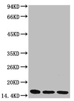 Western blot analysis of 1) Hela, 2) Raw264.7, 3) Rat Brain Tissue, diluted at 1:3,000.