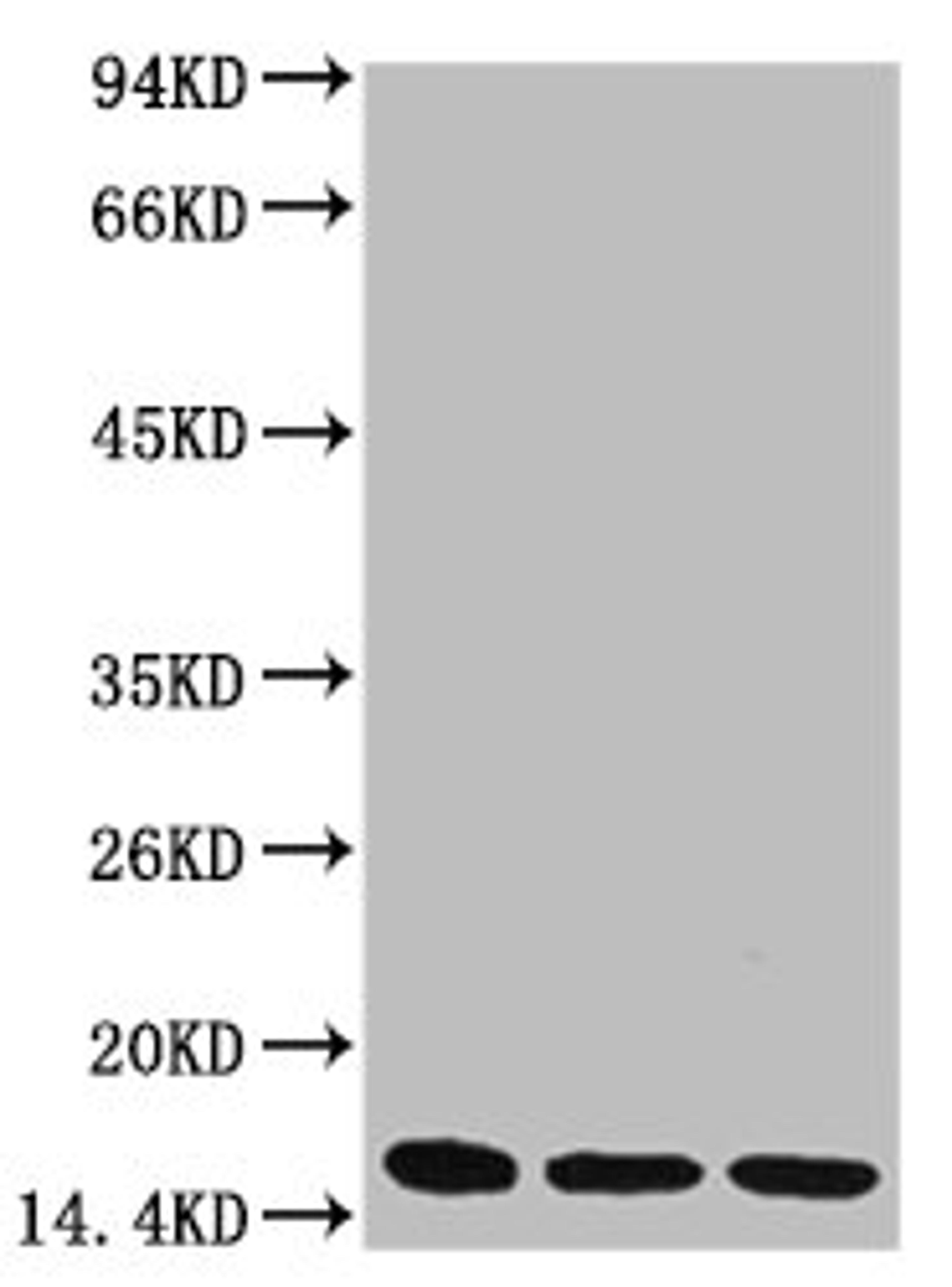 Western blot analysis of 1) Hela, 2) Raw264.7, 3) Rat Brain Tissue, diluted at 1:3,000.