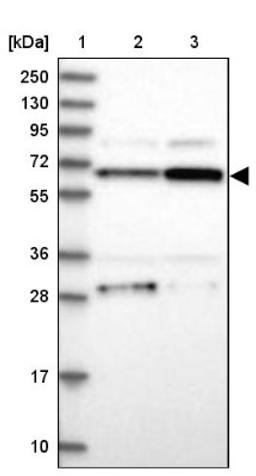 Western Blot: CPEB4 Antibody [NBP1-81384] - Lane 1: Marker [kDa] 250, 130, 95, 72, 55, 36, 28, 17, 10<br/>Lane 2: Human cell line RT-4<br/>Lane 3: Human cell line U-251MG sp