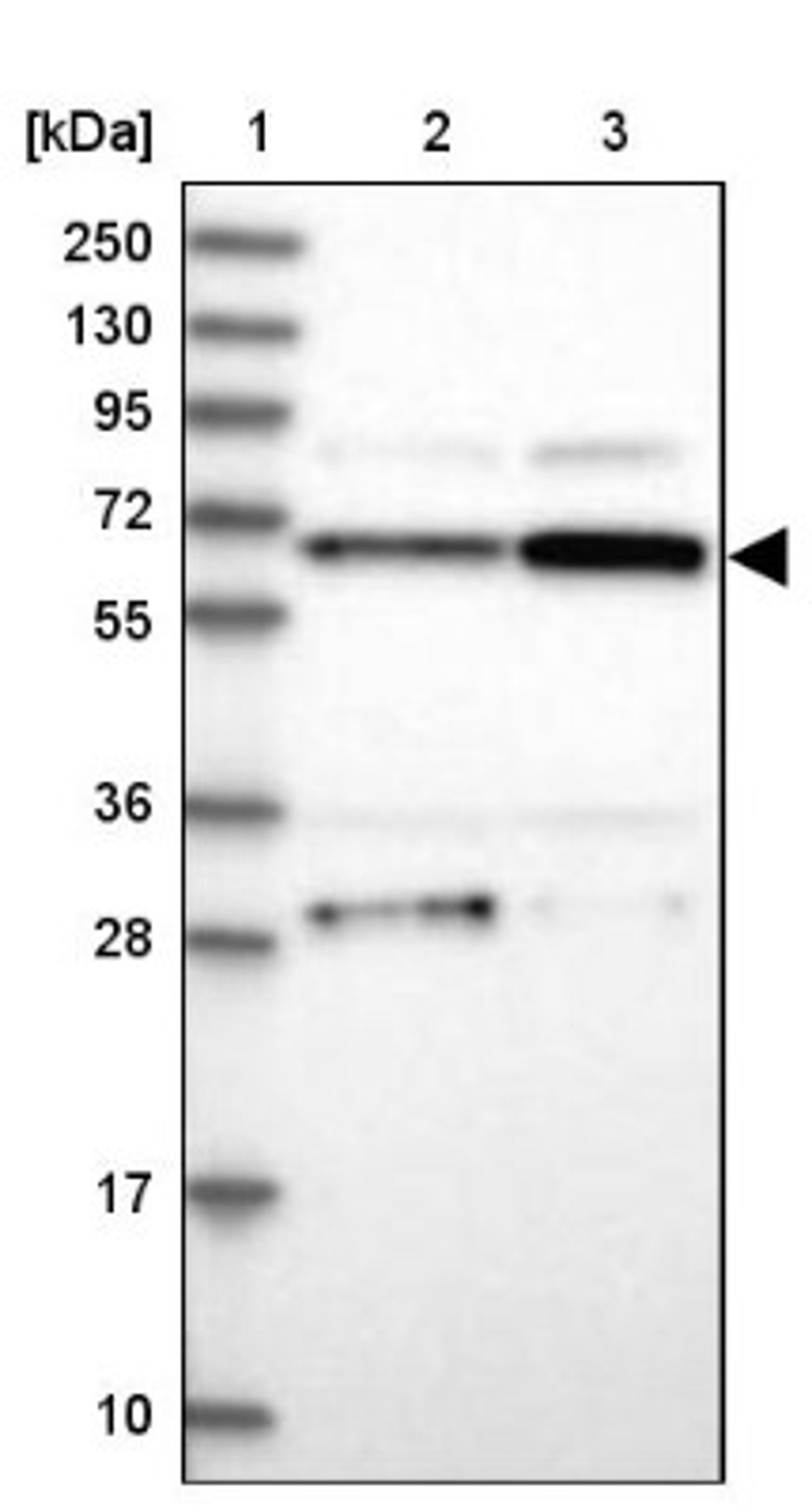 Western Blot: CPEB4 Antibody [NBP1-81384] - Lane 1: Marker [kDa] 250, 130, 95, 72, 55, 36, 28, 17, 10<br/>Lane 2: Human cell line RT-4<br/>Lane 3: Human cell line U-251MG sp