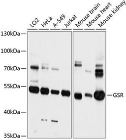 Western blot - GSR antibody (A12070)