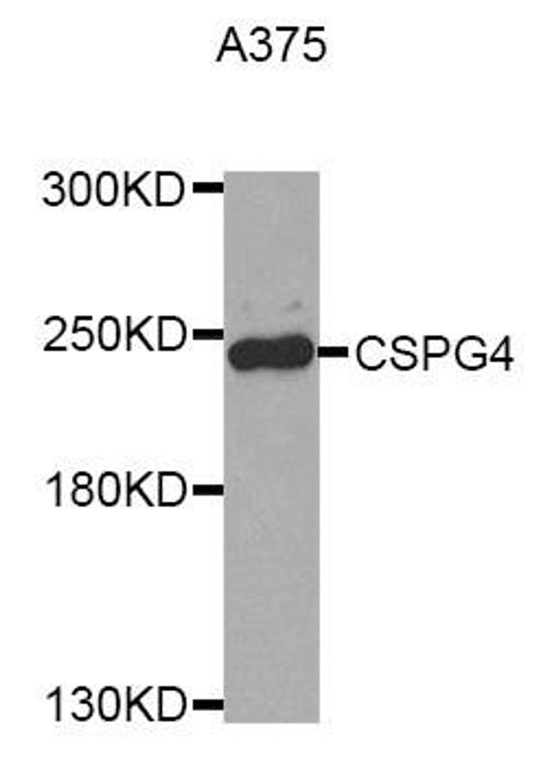 Western blot analysis of extracts of A375 cell line using CSPG4 antibody