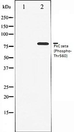 Western blot analysis of COS7 whole cell lysates using PKC zeta (Phospho-Thr560) antibody, The lane on the left is treated with the antigen-specific peptide.