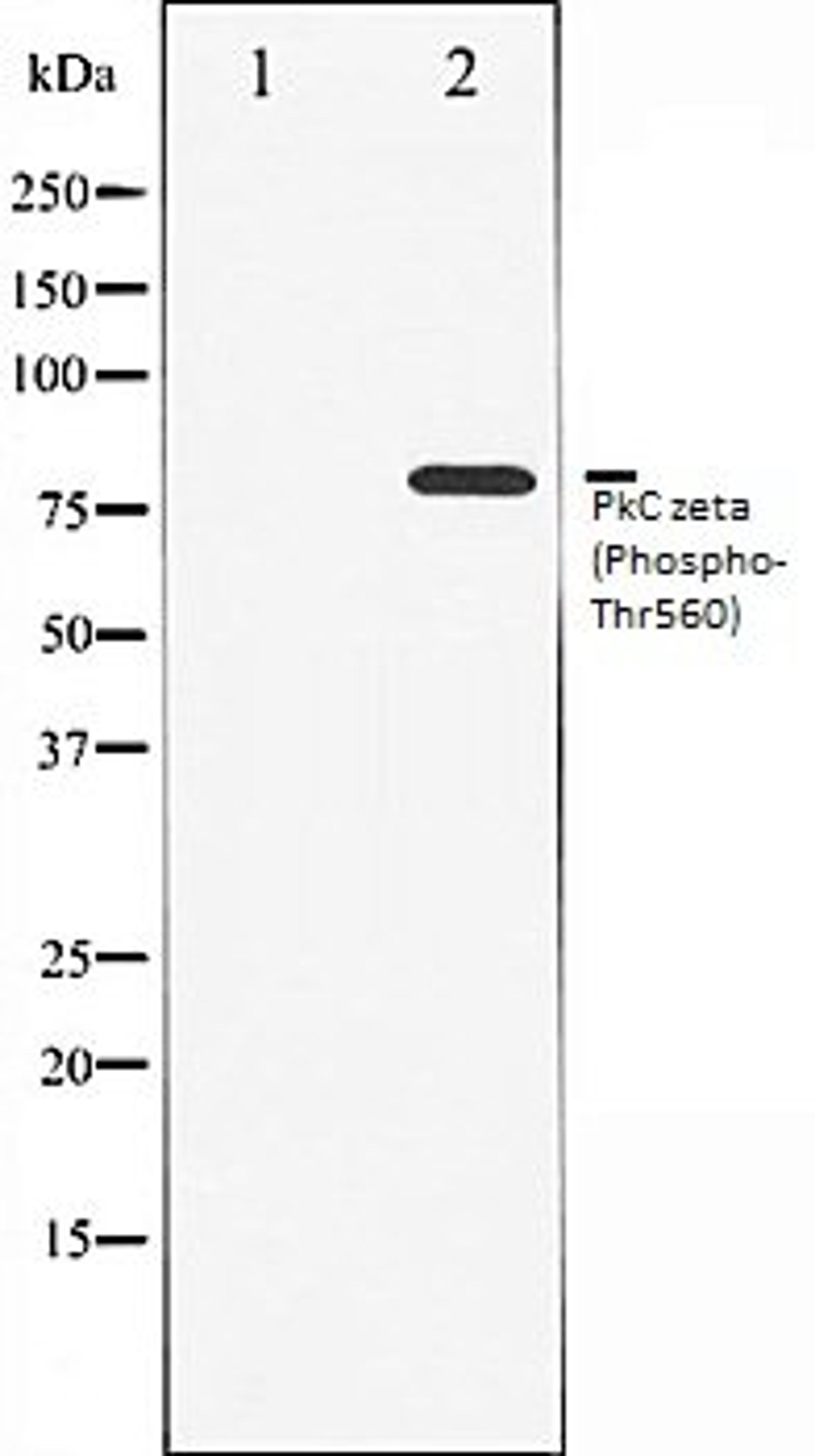 Western blot analysis of COS7 whole cell lysates using PKC zeta (Phospho-Thr560) antibody, The lane on the left is treated with the antigen-specific peptide.