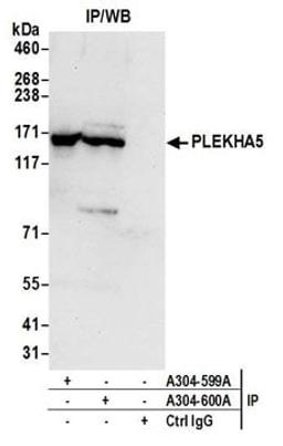 Detection of human PLEKHA5 by western blot of immunoprecipitates.