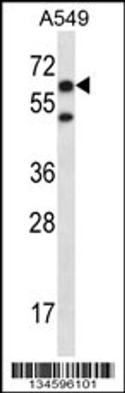 Western blot analysis in A549 cell line lysates (35ug/lane).