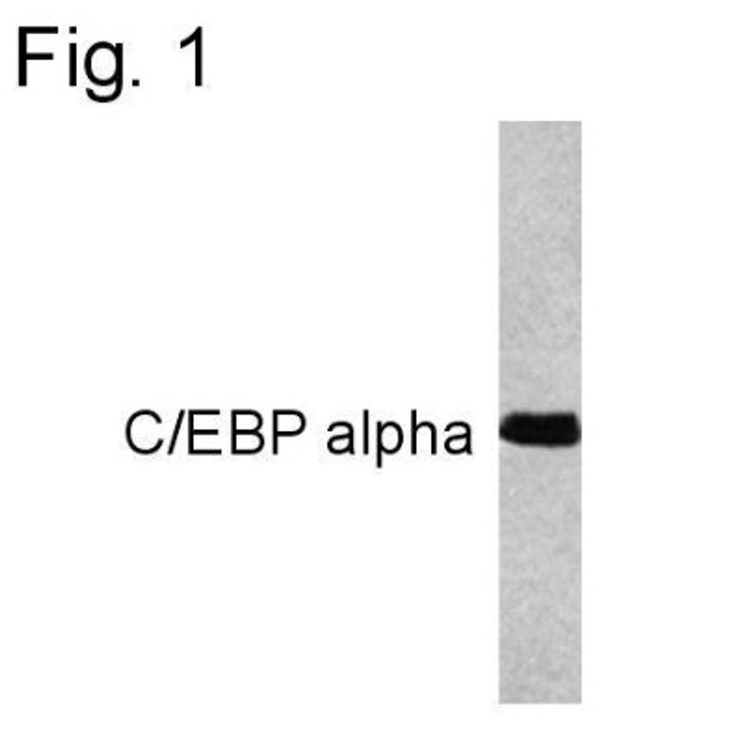 Western Blot: CEBP alpha Antibody (15C8) [NB600-1438] - Analysis of transfected 293T cells.