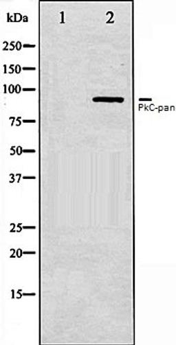 Western blot analysis of NIH-3T3 whole cell lysates using PKC-pan antibody, The lane on the left is treated with the antigen-specific peptide.