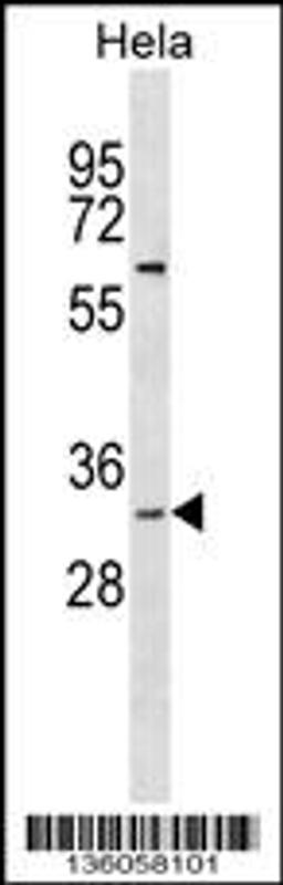 Western blot analysis in Hela cell line lysates (35ug/lane).