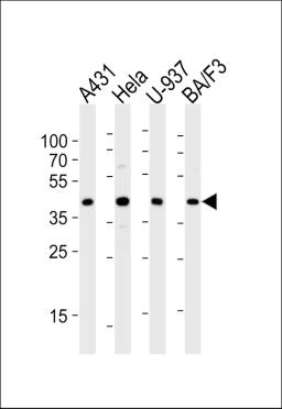 Western blot analysis of lysates from A431, Hela, U-937, BA/F3 cell line (from left to right), using PGK1 Antibody (S320) at 1:1000 at each lane.