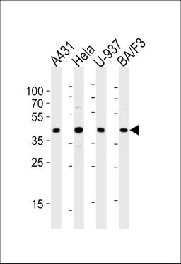 Western blot analysis of lysates from A431, Hela, U-937, BA/F3 cell line (from left to right), using PGK1 Antibody (S320) at 1:1000 at each lane.