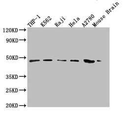 Western Blot. Positive WB detected in: THP-1 whole cell lysate, K-562 whole cell lysate, Raji whole cell lysate, Hela whole cell lysate, A2780 whole cell lysate, Mouse Brain tissue. All lanes: MR1 antibody at 1:2000. Secondary. Goat polyclonal to rabbit IgG at 1/50000 dilution. Predicted band size: 40, 35, 29, 26 kDa. Observed band size: 48 kDa.