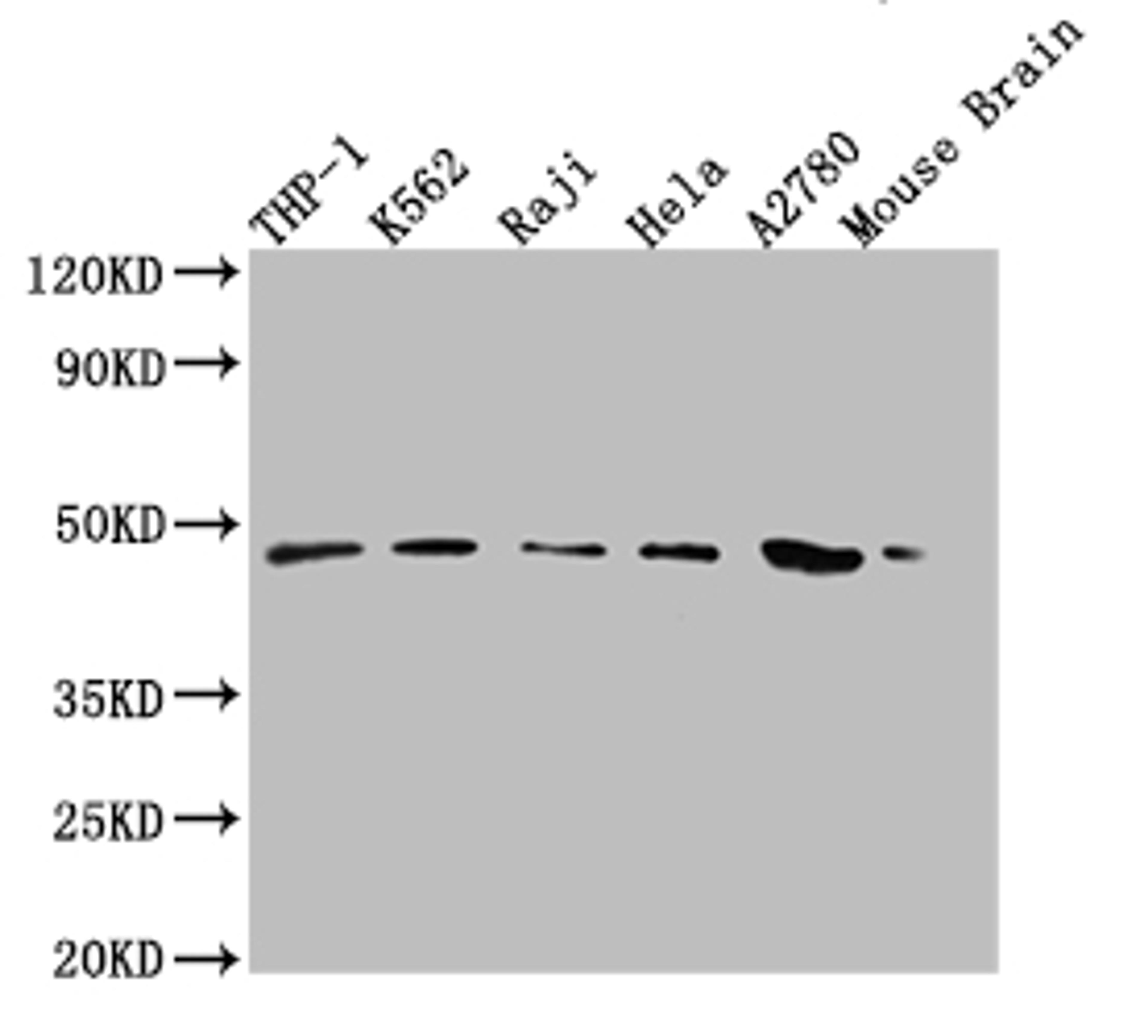 Western Blot. Positive WB detected in: THP-1 whole cell lysate, K-562 whole cell lysate, Raji whole cell lysate, Hela whole cell lysate, A2780 whole cell lysate, Mouse Brain tissue. All lanes: MR1 antibody at 1:2000. Secondary. Goat polyclonal to rabbit IgG at 1/50000 dilution. Predicted band size: 40, 35, 29, 26 kDa. Observed band size: 48 kDa.