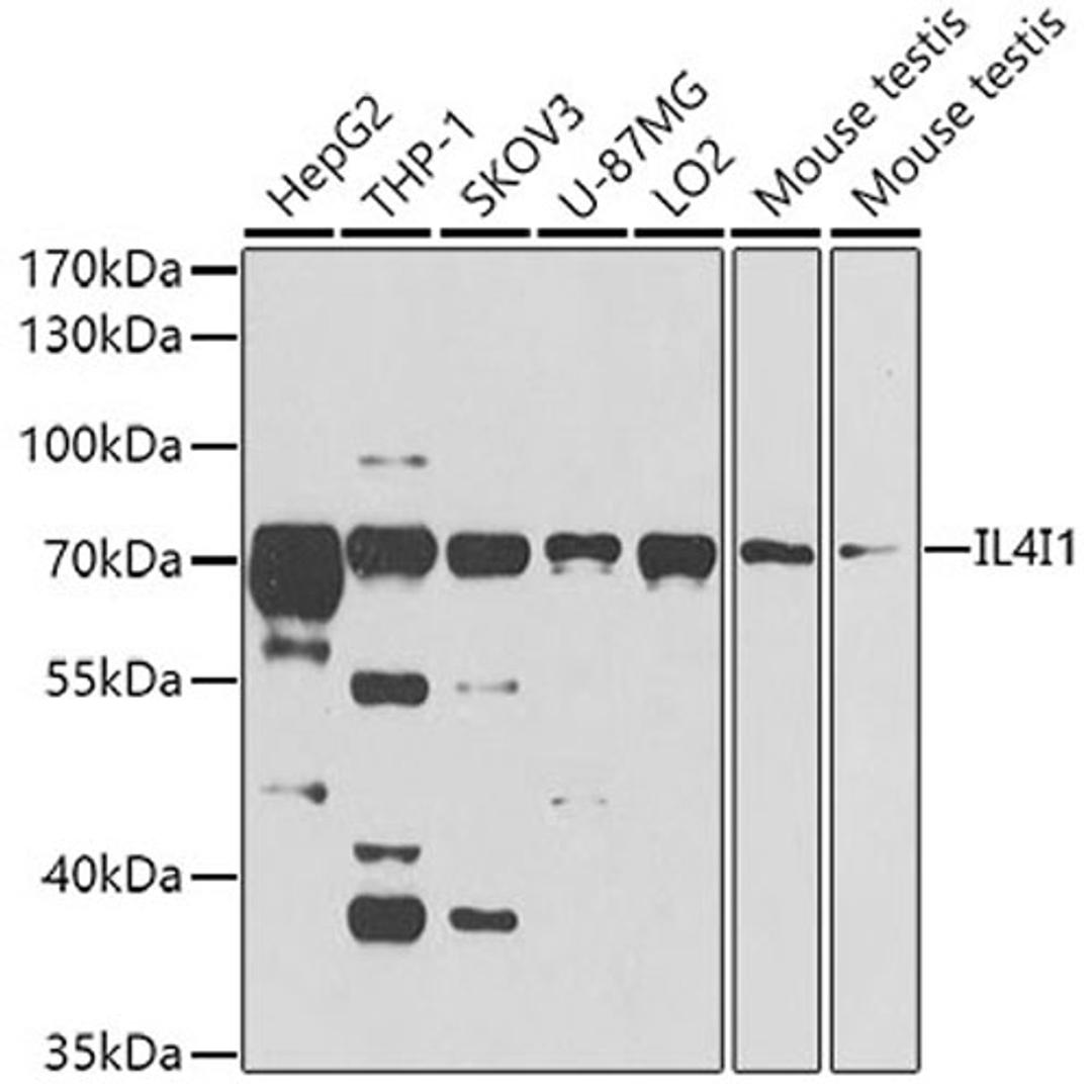 Western blot - IL4I1 antibody (A8378)