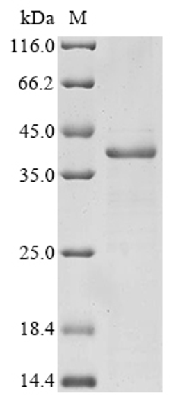 (Tris-Glycine gel) Discontinuous SDS-PAGE (reduced) with 5% enrichment gel and 15% separation gel.
