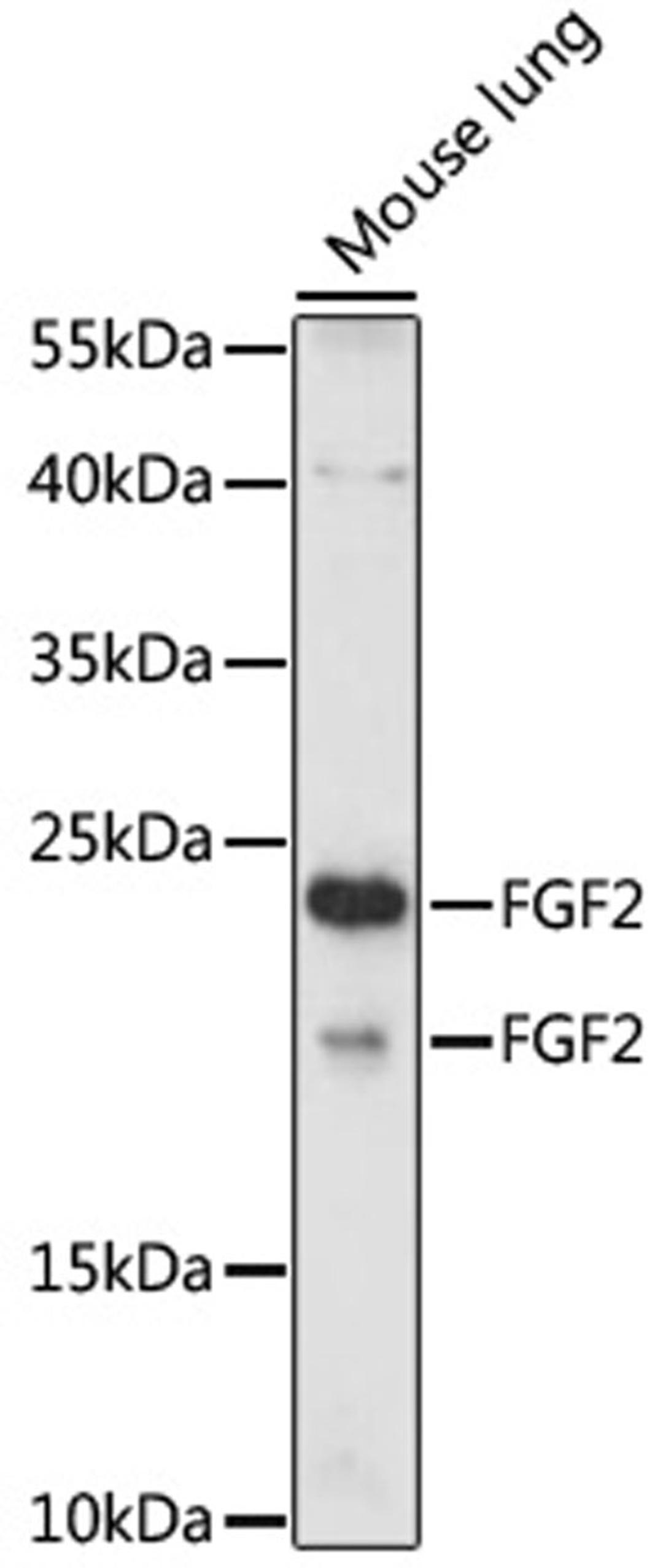 Western blot - FGF2 antibody (A17989)