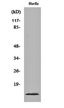 Western blot analysis of HuvEc cell lysates using PIG11 antibody