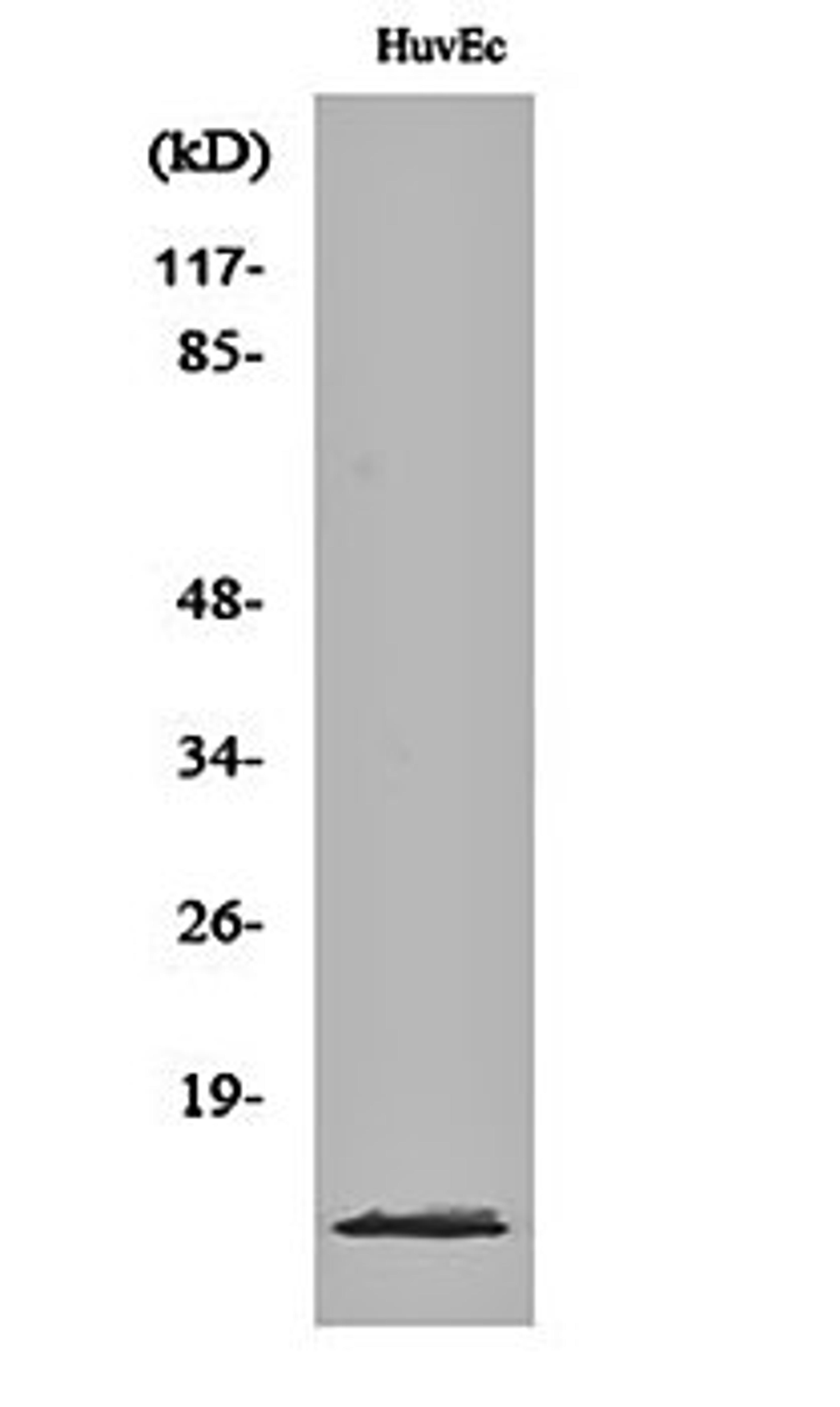 Western blot analysis of HuvEc cell lysates using PIG11 antibody