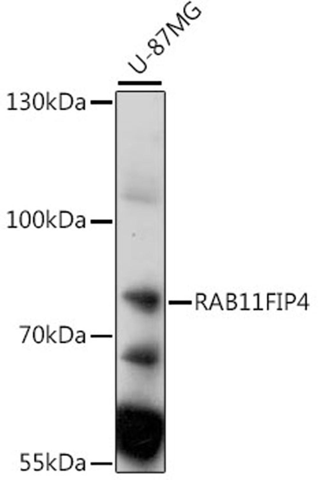 Western blot - RAB11FIP4 antibody (A15914)