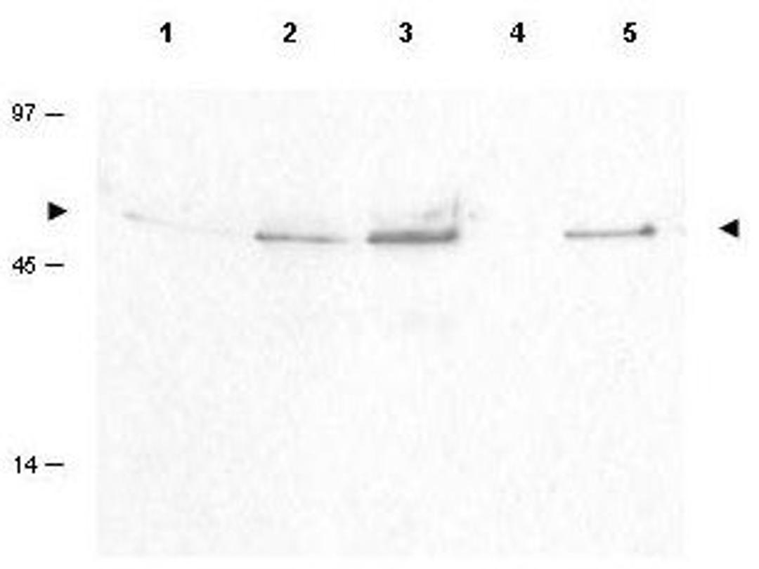 Western blot analysis of various whole cell lysates using Cyclin B1 (phospho-S126) antibody