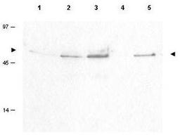 Western blot analysis of various whole cell lysates using Cyclin B1 (phospho-S126) antibody