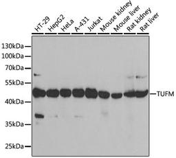 Western blot - TUFM antibody (A6423)