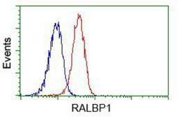 Flow Cytometry: RALBP1 Antibody (11B2) [NBP2-02293] - Analysis of Jurkat cells, using anti-RALBP1 antibody, (Red) compared to a nonspecific negative control antibody (Blue).