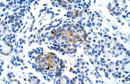 Antibody used in IHC on Human Pancreas.