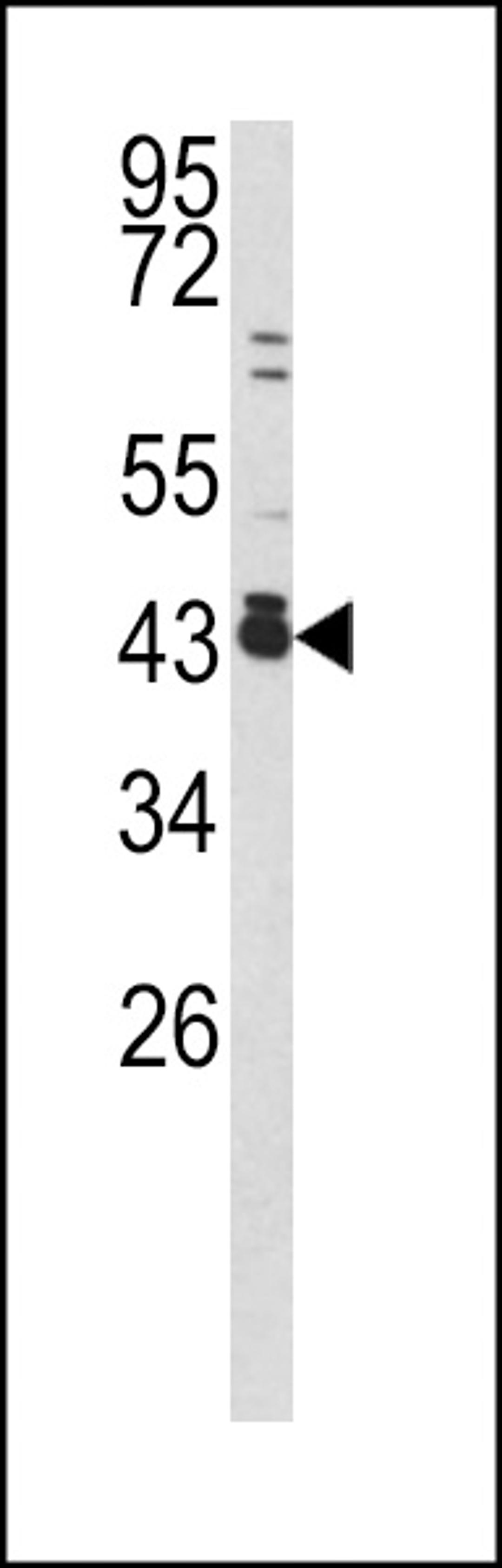 Western blot analysis of c-fos antibody in 293 cell line lysates (35ug/lane)