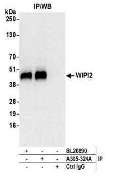 Detection of human WIPI2 by western blot of immunoprecipitates.