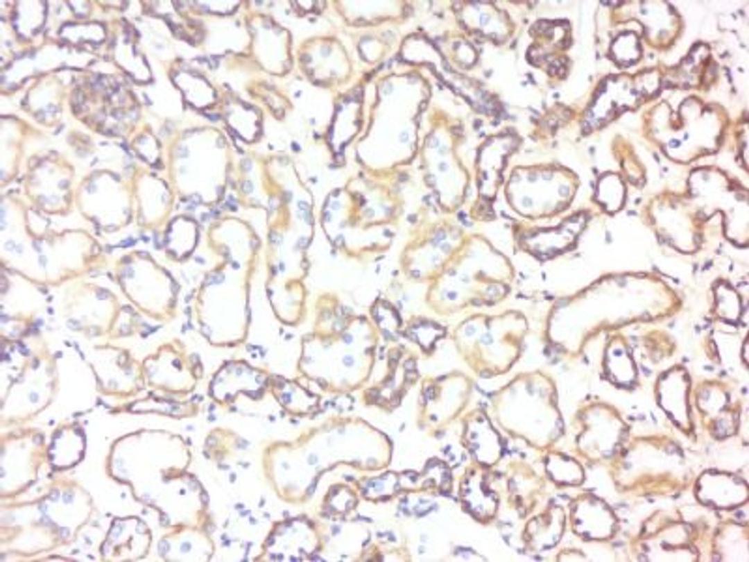 Immunohistochemical staining of human kidney tissue using 5HTR3B antibody.