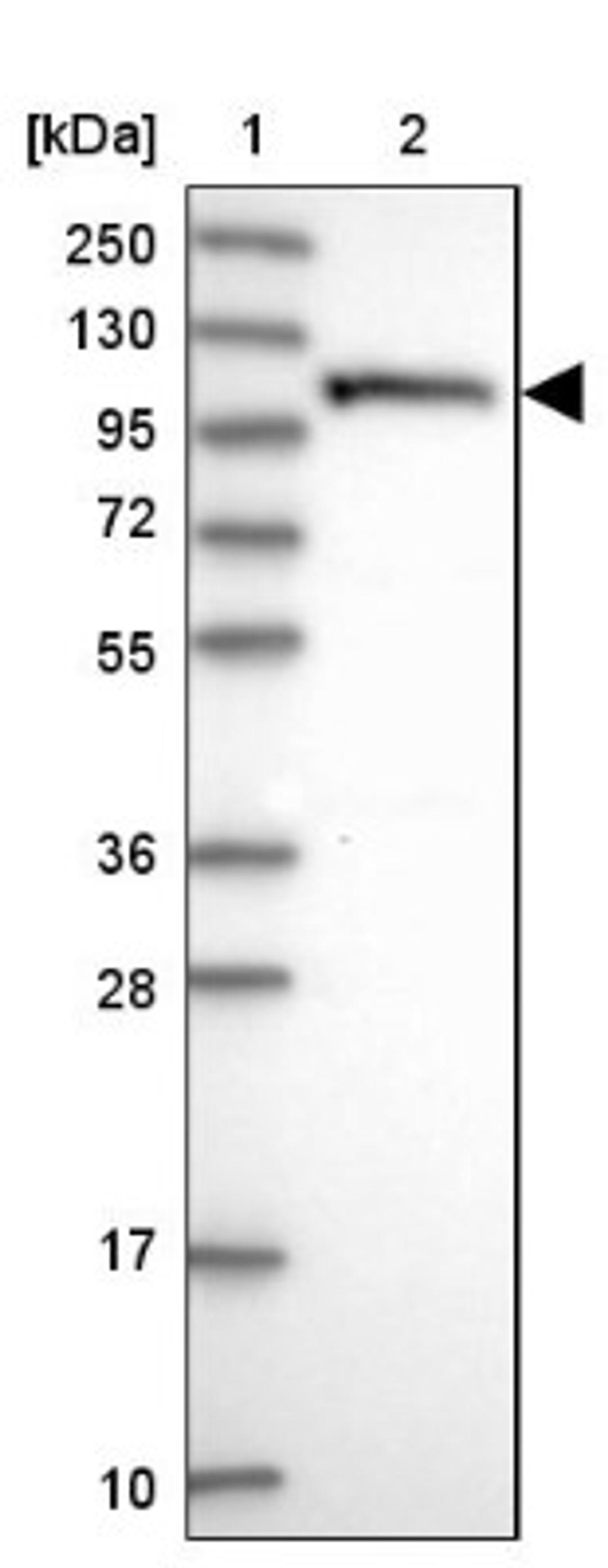 Western Blot: OAS3 Antibody [NBP1-85841] - Lane 1: Marker [kDa] 250, 130, 95, 72, 55, 36, 28, 17, 10<br/>Lane 2: Human cell line RT-4