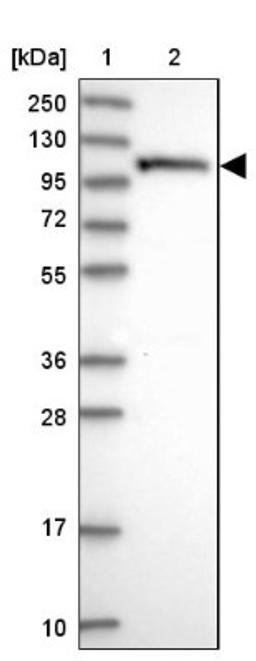 Western Blot: OAS3 Antibody [NBP1-85841] - Lane 1: Marker [kDa] 250, 130, 95, 72, 55, 36, 28, 17, 10<br/>Lane 2: Human cell line RT-4