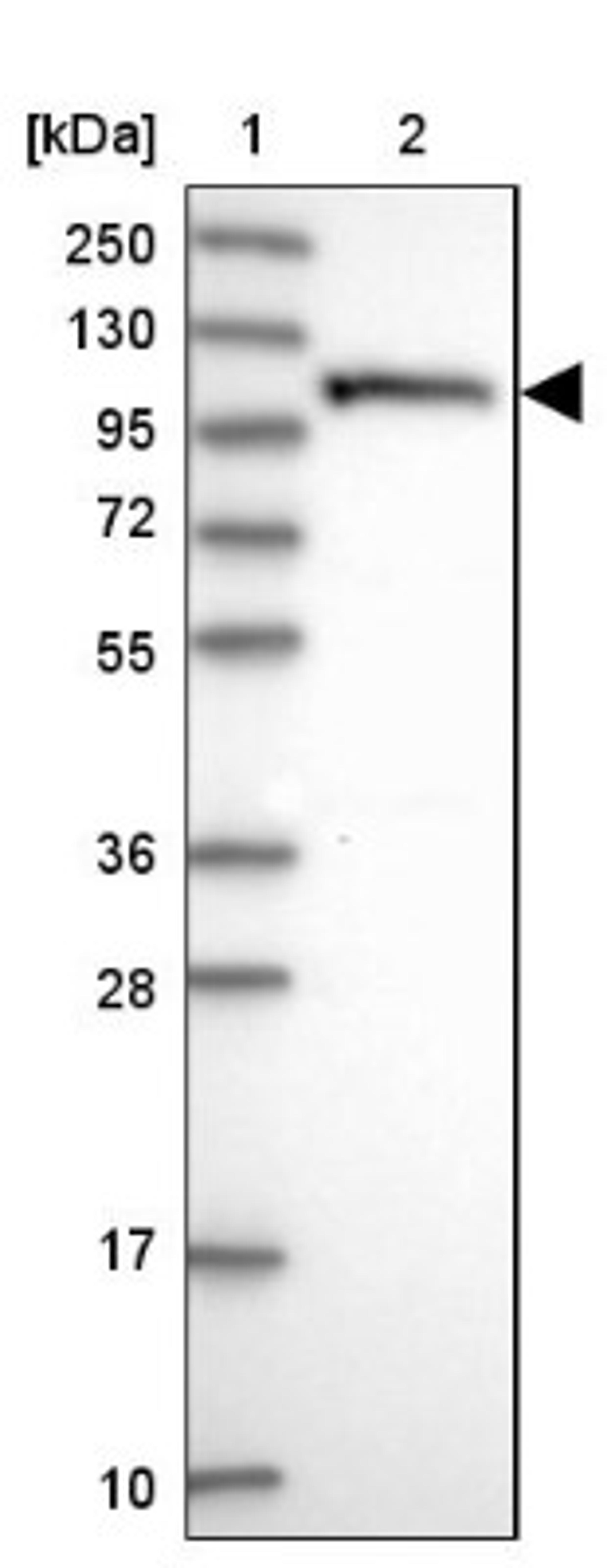 Western Blot: OAS3 Antibody [NBP1-85841] - Lane 1: Marker [kDa] 250, 130, 95, 72, 55, 36, 28, 17, 10<br/>Lane 2: Human cell line RT-4