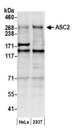 Detection of human ASC2 by western blot.