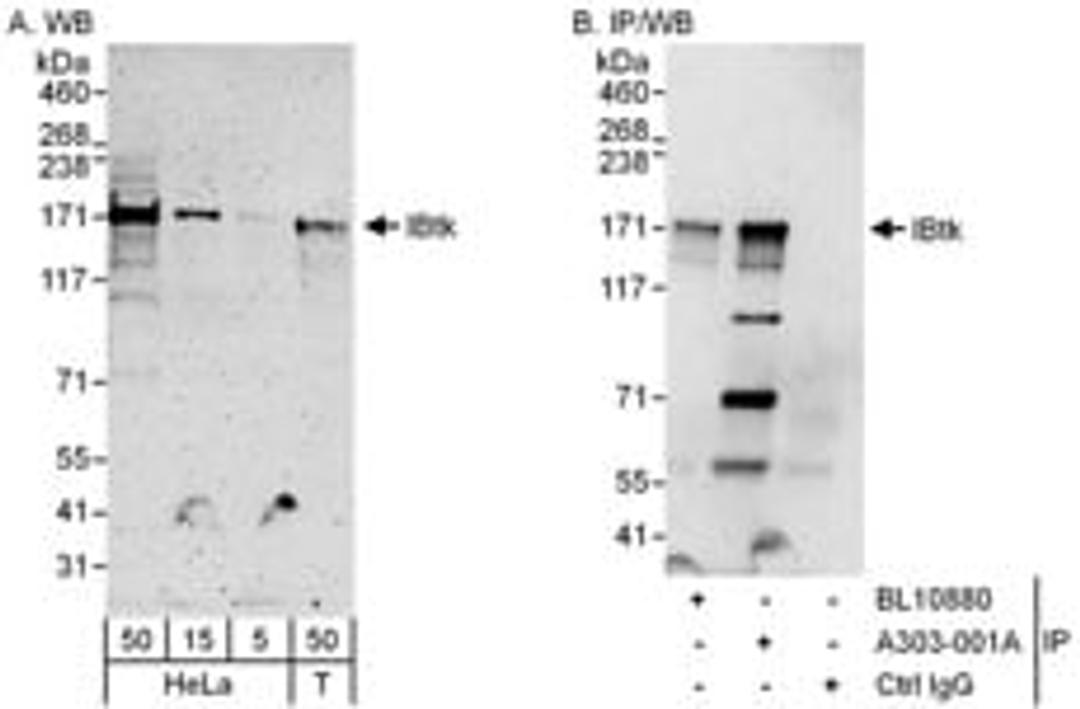 Detection of human IBtk by western blot and immunoprecipitation.