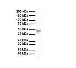 Western Blot: SELENBP1 Antibody [NBP1-54805] - Antibody  Titration: 1 ug/ml Human liver.