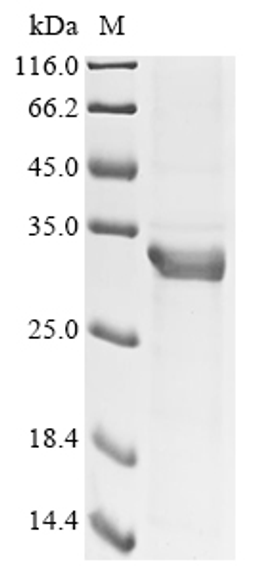 (Tris-Glycine gel) Discontinuous SDS-PAGE (reduced) with 5% enrichment gel and 15% separation gel.